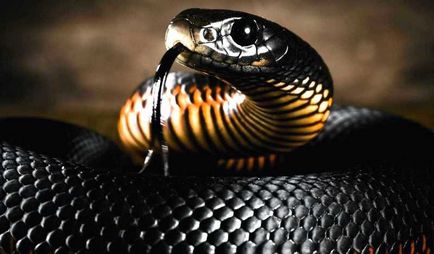 Negru Mamba (55 poze) șarpe ac mehelya capensis, Africa este cel mai otrăvitor, alb și verde