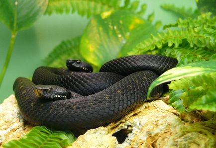 Negru Mamba (55 poze) șarpe ac mehelya capensis, Africa este cel mai otrăvitor, alb și verde