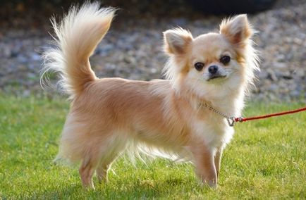Descrierea Chihuahua a rasei, hrănire și îngrijire
