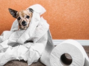 Ce trebuie să faceți dacă aveți diaree la câini decât și cum să trateze