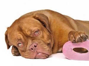 Ce trebuie să faceți dacă aveți diaree la câini decât și cum să trateze
