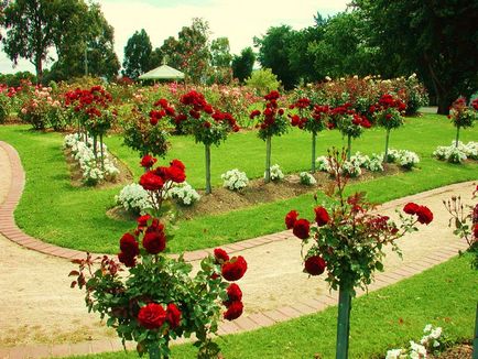 Este o astfel de priveliște - întreținere parc reguli trandafiri, plantarea și cultivarea soiului, fotografii