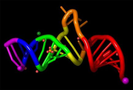 Ce este ADN și ARN în biologie