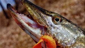 Ce este decalată pe blog-ul hooks'll despre pescuit