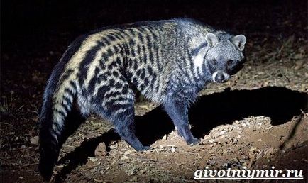 zibeta Animal (zibeta animale. Zibeta stil de viață și de mediu) zibeta animale