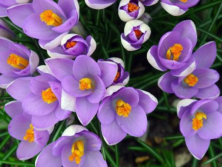 flori Crocus - plantare și îngrijire în grădină, brândușeii fotografie, Crocus creștere - atunci când săpat și