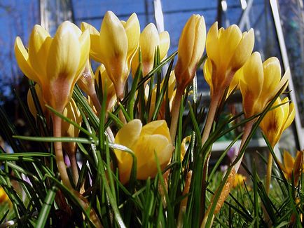 flori Crocus - plantare și îngrijire în grădină, brândușeii fotografie, Crocus creștere - atunci când săpat și