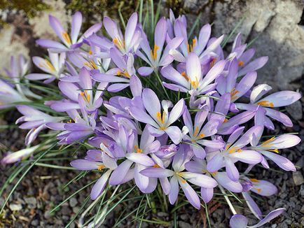 flori Crocus - plantare și îngrijire în grădină, brândușeii fotografie, Crocus creștere - atunci când săpat și