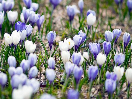 flori Crocus - plantare și îngrijire în grădină, brândușeii fotografie, Crocus creștere - atunci când săpat și