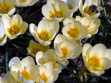 flori Crocus - plantare și îngrijire în grădină, brândușeii fotografie, Crocus creștere - atunci când săpat și