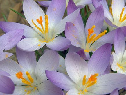 flori Crocus - plantare și îngrijire în grădină, brândușeii fotografie, Crocus creștere - atunci când săpat și