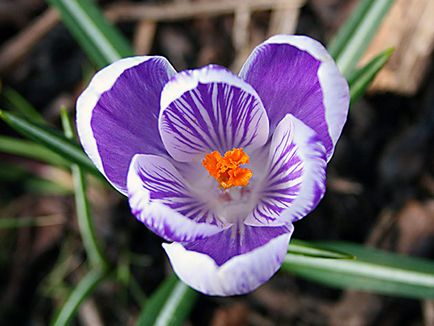 flori Crocus - plantare și îngrijire în grădină, brândușeii fotografie, Crocus creștere - atunci când săpat și