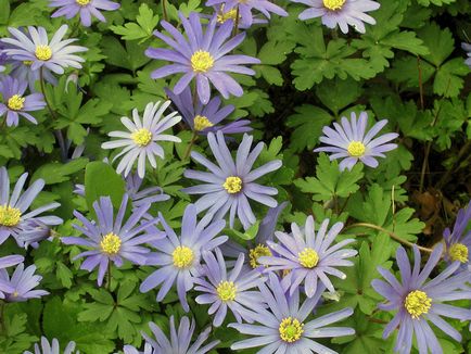 flori Anemone - plantare și îngrijire, anemone fotografie, anemone în creștere și specii de anemone crenelat,