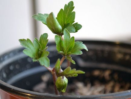 flori Anemone - plantare și îngrijire, anemone fotografie, anemone în creștere și specii de anemone crenelat,