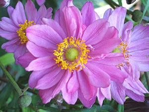 flori Anemone - plantare și îngrijire, anemone fotografie, anemone în creștere și specii de anemone crenelat,