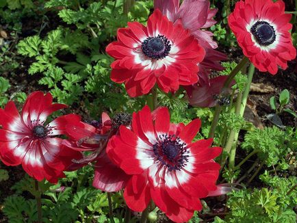 flori Anemone - plantare și îngrijire, anemone fotografie, anemone în creștere și specii de anemone crenelat,