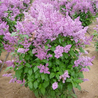 Ornamental arbust fotografie liliac, numele, descrierea soiurilor și speciilor de liliac, de plantare și îngrijire