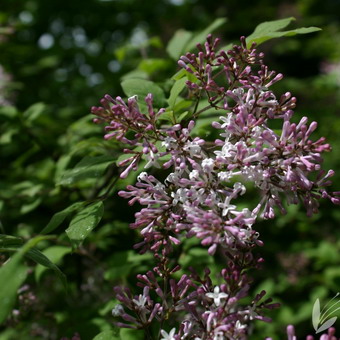 Ornamental arbust fotografie liliac, numele, descrierea soiurilor și speciilor de liliac, de plantare și îngrijire