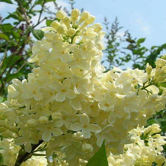 Ornamental arbust fotografie liliac, numele, descrierea soiurilor și speciilor de liliac, de plantare și îngrijire