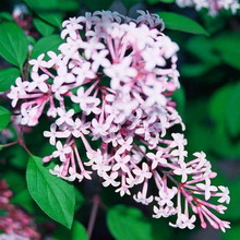 Ornamental arbust fotografie liliac, numele, descrierea soiurilor și speciilor de liliac, de plantare și îngrijire