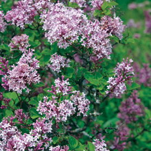 Ornamental arbust fotografie liliac, numele, descrierea soiurilor și speciilor de liliac, de plantare și îngrijire