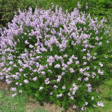 Ornamental arbust fotografie liliac, numele, descrierea soiurilor și speciilor de liliac, de plantare și îngrijire