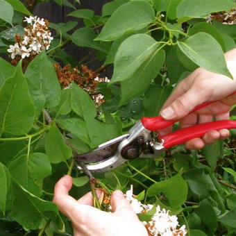 Ornamental arbust fotografie liliac, numele, descrierea soiurilor și speciilor de liliac, de plantare și îngrijire