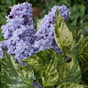 Ornamental arbust fotografie liliac, numele, descrierea soiurilor și speciilor de liliac, de plantare și îngrijire