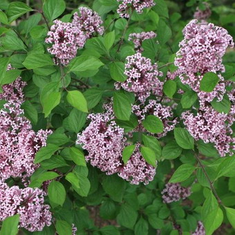 Ornamental arbust fotografie liliac, numele, descrierea soiurilor și speciilor de liliac, de plantare și îngrijire