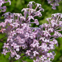 Ornamental arbust fotografie liliac, numele, descrierea soiurilor și speciilor de liliac, de plantare și îngrijire