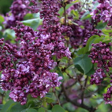 Ornamental arbust fotografie liliac, numele, descrierea soiurilor și speciilor de liliac, de plantare și îngrijire