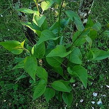 Ornamental arbust fotografie liliac, numele, descrierea soiurilor și speciilor de liliac, de plantare și îngrijire