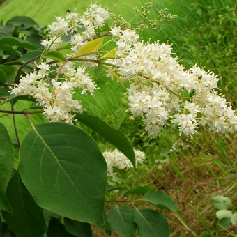 Ornamental arbust fotografie liliac, numele, descrierea soiurilor și speciilor de liliac, de plantare și îngrijire