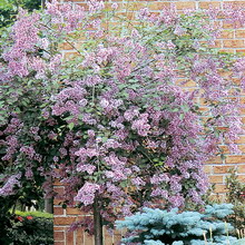 Ornamental arbust fotografie liliac, numele, descrierea soiurilor și speciilor de liliac, de plantare și îngrijire