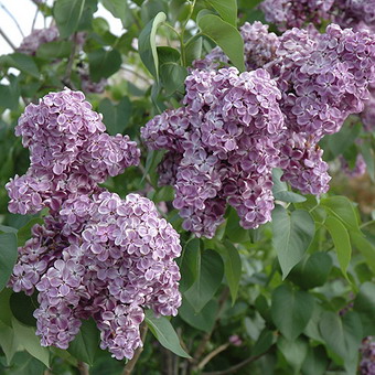 Ornamental arbust fotografie liliac, numele, descrierea soiurilor și speciilor de liliac, de plantare și îngrijire