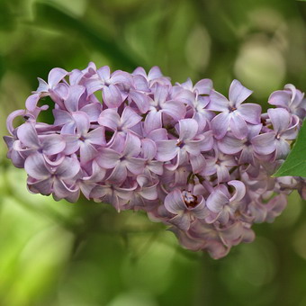 Ornamental arbust fotografie liliac, numele, descrierea soiurilor și speciilor de liliac, de plantare și îngrijire