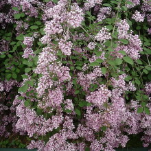 Ornamental arbust fotografie liliac, numele, descrierea soiurilor și speciilor de liliac, de plantare și îngrijire