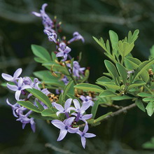 Ornamental arbust fotografie liliac, numele, descrierea soiurilor și speciilor de liliac, de plantare și îngrijire