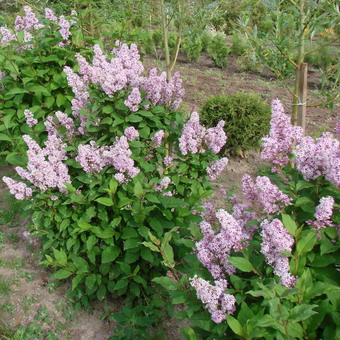 Ornamental arbust fotografie liliac, numele, descrierea soiurilor și speciilor de liliac, de plantare și îngrijire