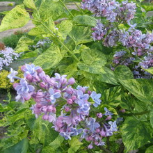 Ornamental arbust fotografie liliac, numele, descrierea soiurilor și speciilor de liliac, de plantare și îngrijire