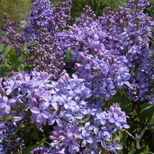 Ornamental arbust fotografie liliac, numele, descrierea soiurilor și speciilor de liliac, de plantare și îngrijire