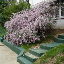 Ornamental arbust fotografie liliac, numele, descrierea soiurilor și speciilor de liliac, de plantare și îngrijire