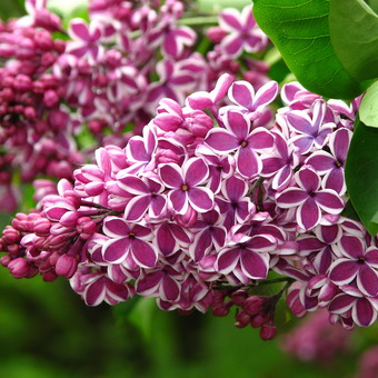 Ornamental arbust fotografie liliac, numele, descrierea soiurilor și speciilor de liliac, de plantare și îngrijire