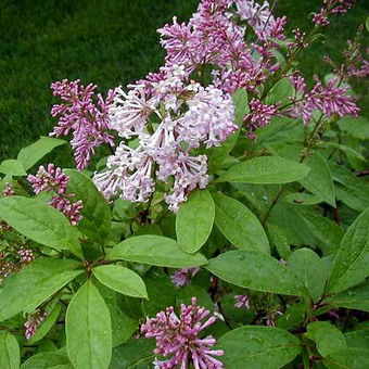 Ornamental arbust fotografie liliac, numele, descrierea soiurilor și speciilor de liliac, de plantare și îngrijire