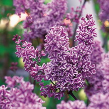 Ornamental arbust fotografie liliac, numele, descrierea soiurilor și speciilor de liliac, de plantare și îngrijire