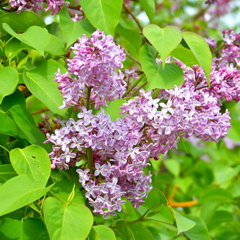 Ornamental arbust fotografie liliac, numele, descrierea soiurilor și speciilor de liliac, de plantare și îngrijire