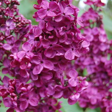 Ornamental arbust fotografie liliac, numele, descrierea soiurilor și speciilor de liliac, de plantare și îngrijire