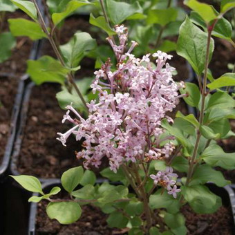 Ornamental arbust fotografie liliac, numele, descrierea soiurilor și speciilor de liliac, de plantare și îngrijire