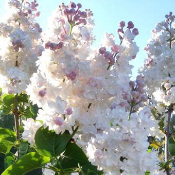 Ornamental arbust fotografie liliac, numele, descrierea soiurilor și speciilor de liliac, de plantare și îngrijire