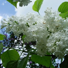 Ornamental arbust fotografie liliac, numele, descrierea soiurilor și speciilor de liliac, de plantare și îngrijire